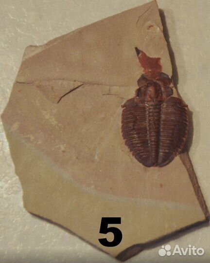 Трилобиты (разные виды)