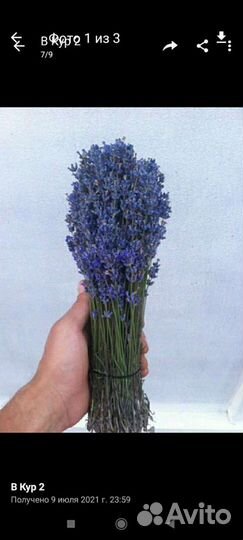 Крымская лаванда. сухоцвет