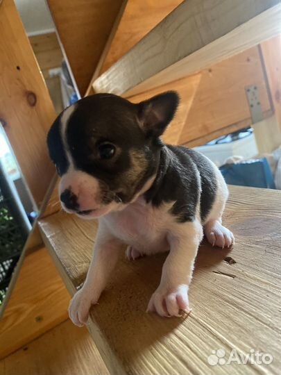 Щенки чихуахуа