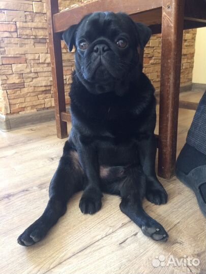 Вязка мопса