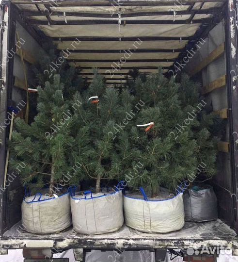 Саженцы сибирского кедра экстра класс