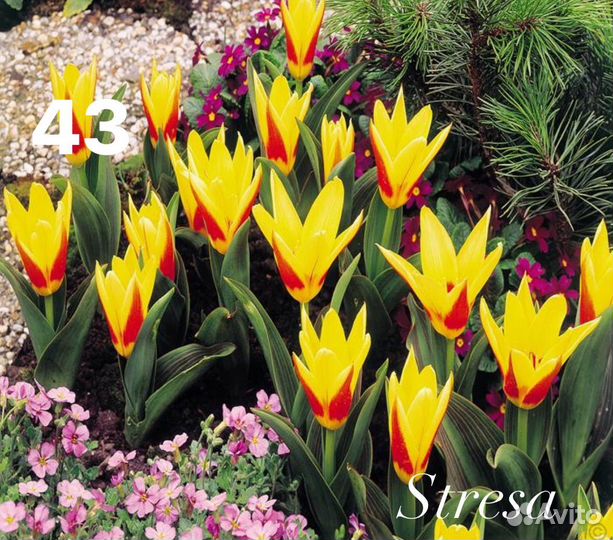 Сортовые тюльпаны