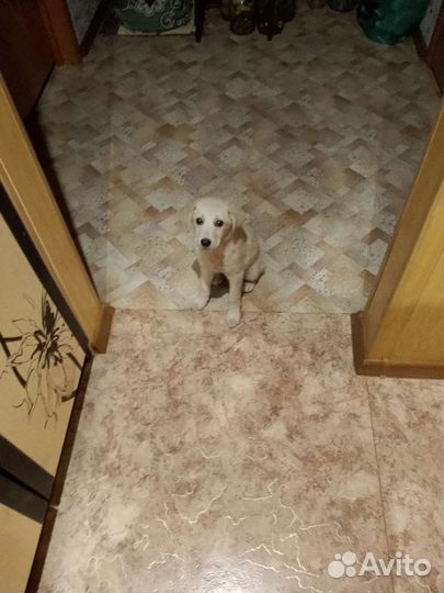 Отдам щенка (девочку) в добрые руки