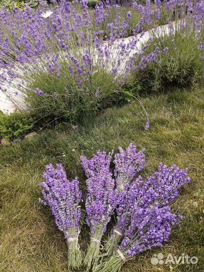 Букет лаванды