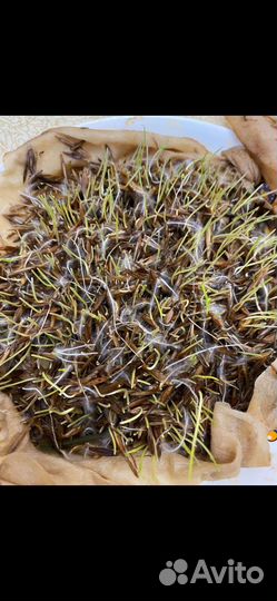 Семена люцерна