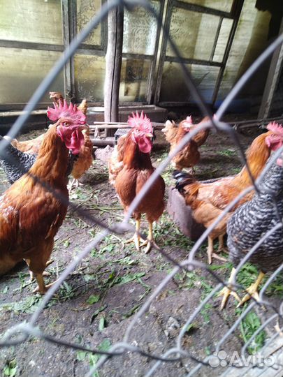 Молодые петухи