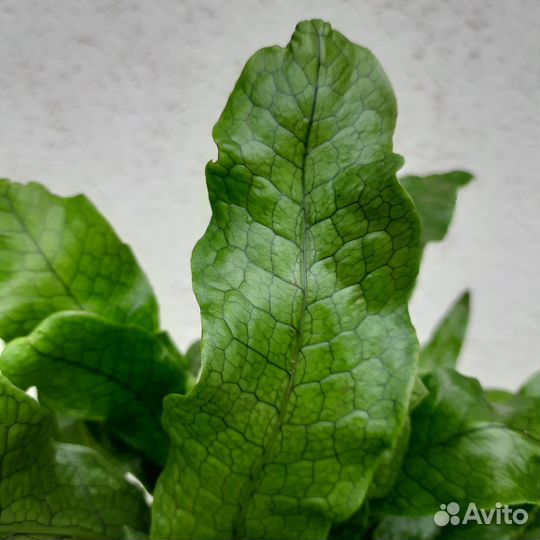 Папоротник Микросорум Крокодайл