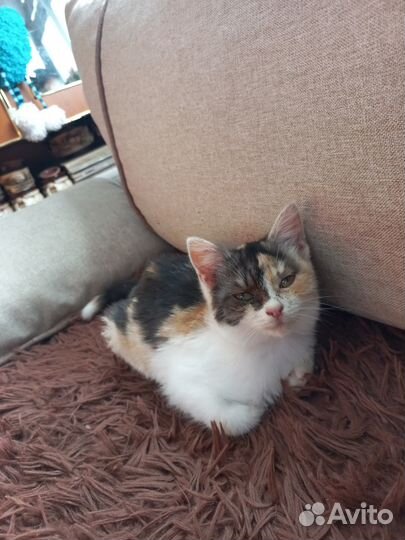 Отдам в добрые руки кошку