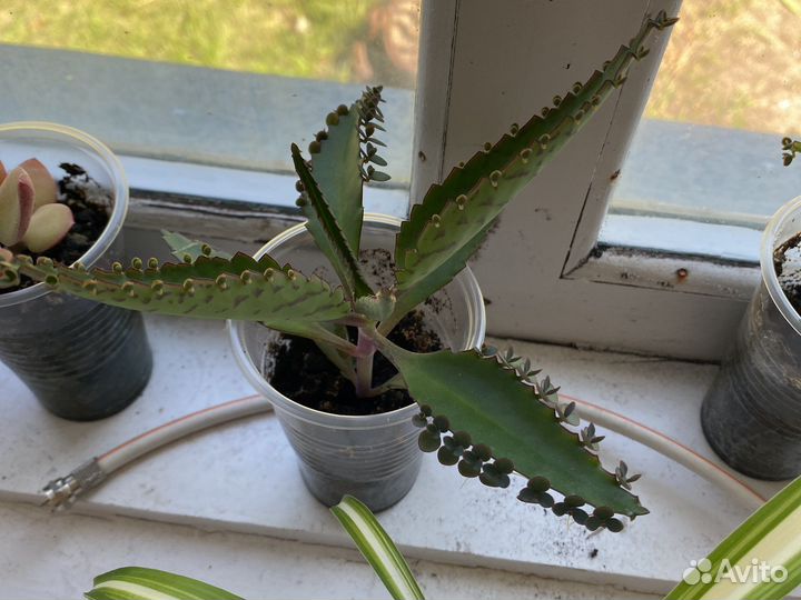 Хавортия, кактус, толстянка,алоэ, каланхоэ, хлороф