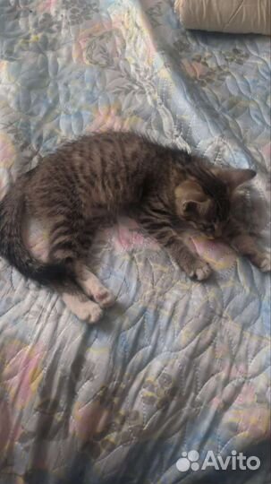 Отдам бесплатно котенка в добрые руки