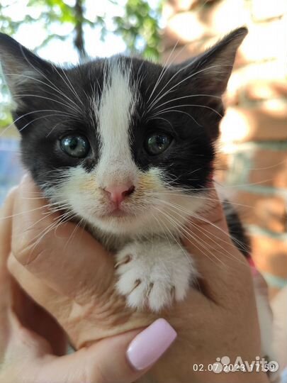 Шотландская