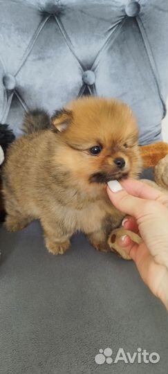 Мини померашки