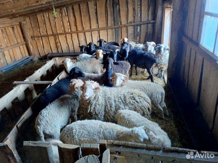 Овцы бараны