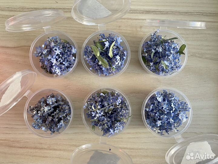 Сухоцветы для творчества