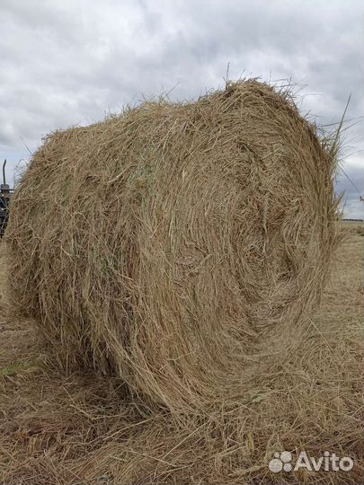 Сено в тюках