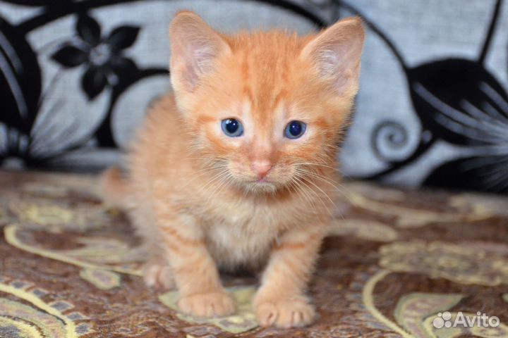 Домашний рыжий котенок, мальчик