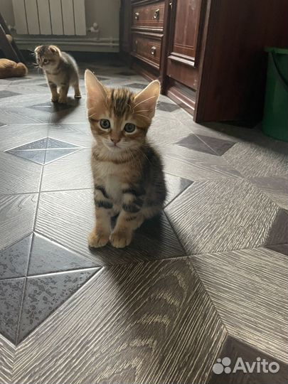 Курильский бобтейл