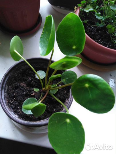 Пилея, колокольчик Портеншлага и др