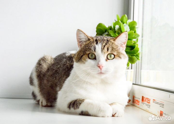 Ласковый и чистоплотный котик Сережа