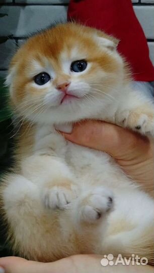 Шотландские котята золотые