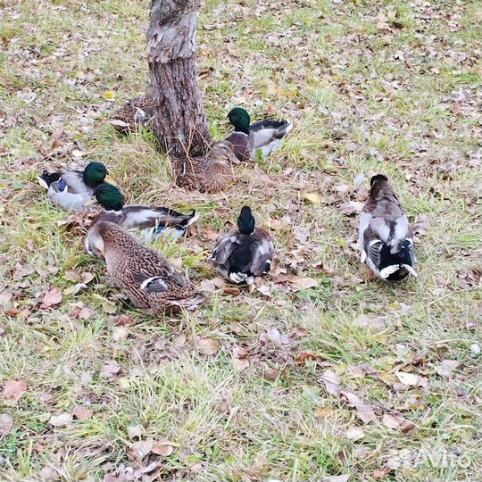 Дикие подсадные утки