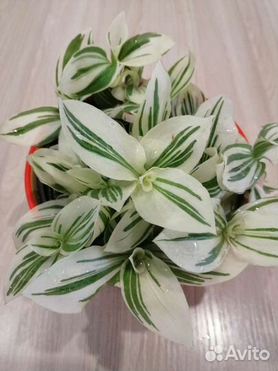 Традесканция альба