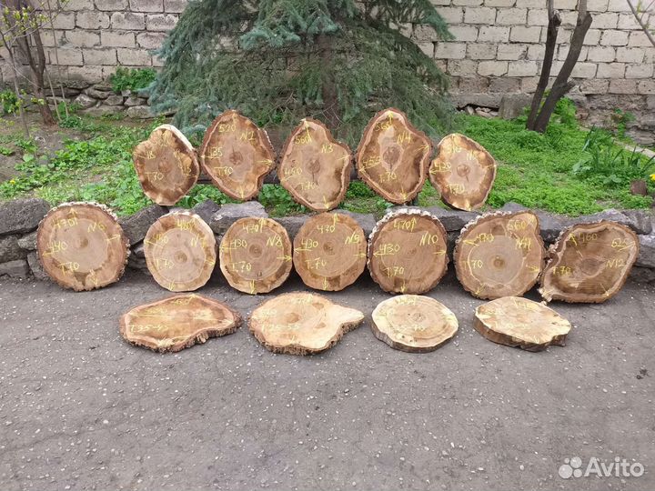 Торцевые спилы деревьев