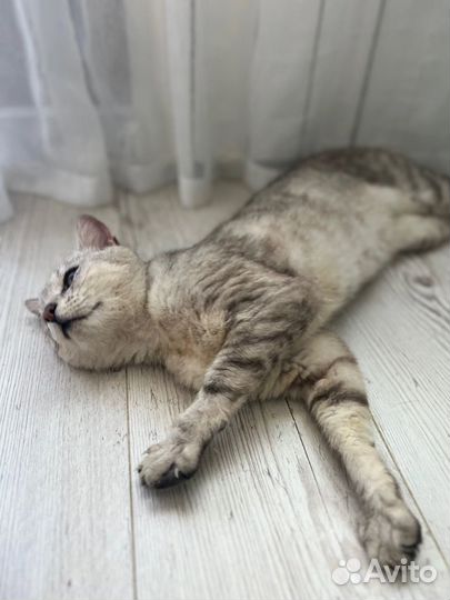 Котик ищет дом