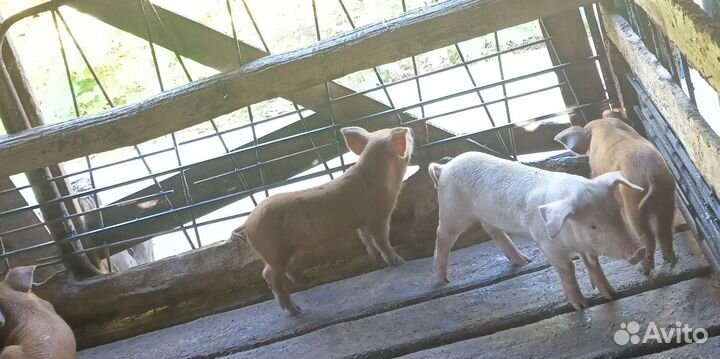 Поросята