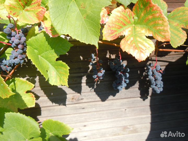Черенки винограда для посадки