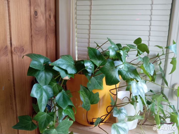 Плющ хедера