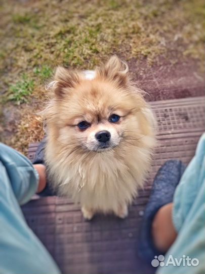 Померанский шпиц Вязка кобель