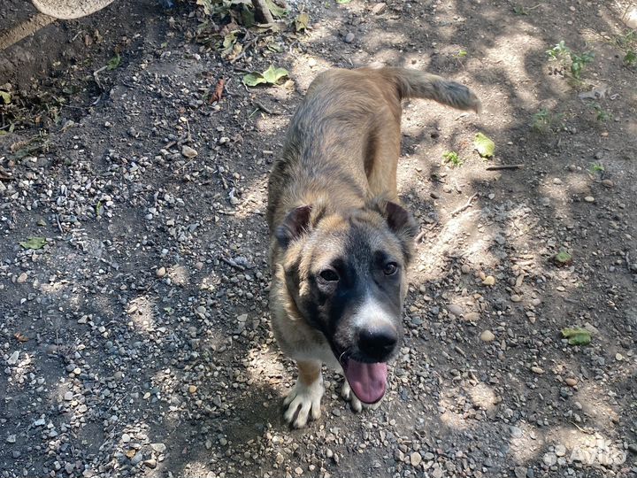 Собака(Алабай)