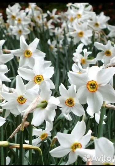 Луковицы нарциссов