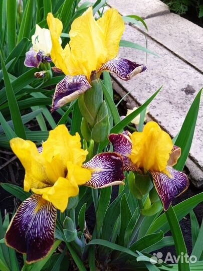 Многолетние невысокие цветы для сада