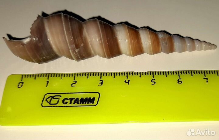 Ракушки морские красивые