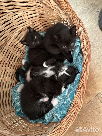 Котята