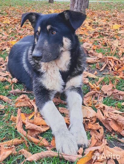 Собака Барри