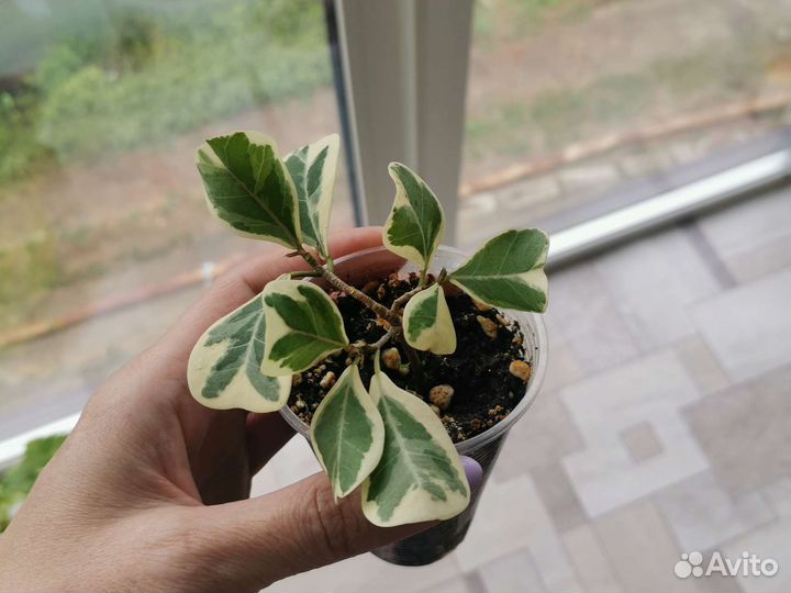 Фикус триангулярис