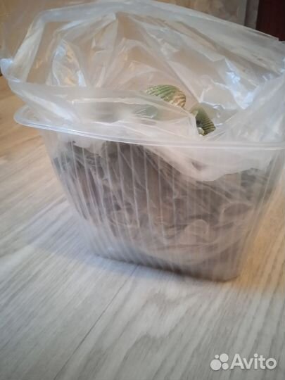 Ракушки и камушки для аквариума