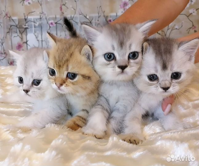 Британчики- шиншиллы