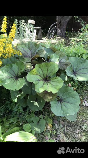 Бузульник, Хосты