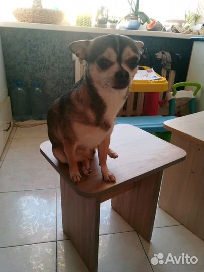 Мальчик чихуахуа вязка