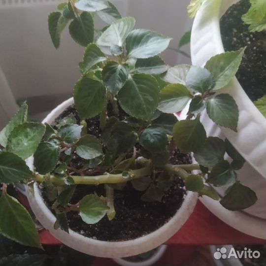 Бальзамин (ванька мокрый)