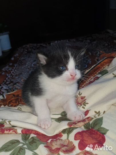 Британские котята