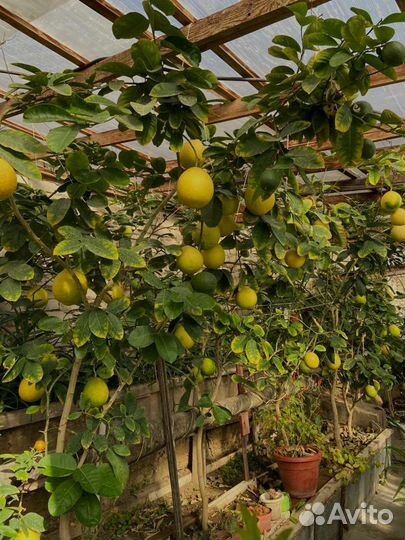 Лимонное дерево