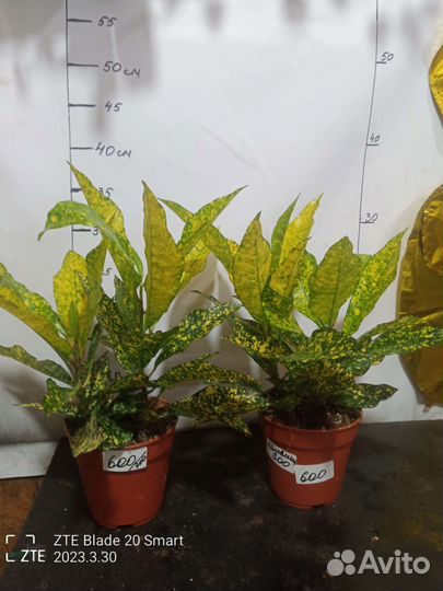 Комнатные растения