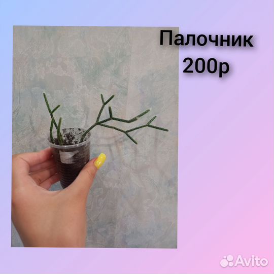 Комнатные цветы