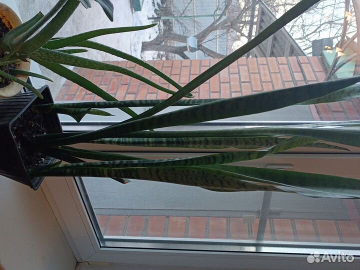 Сансевьерия