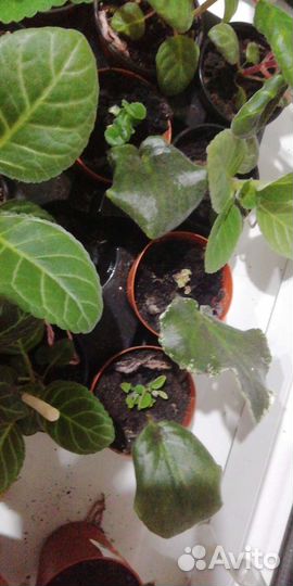 Детки сортовых фиалок